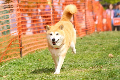 ドッグタイムレース 令和日本犬博公式サイト