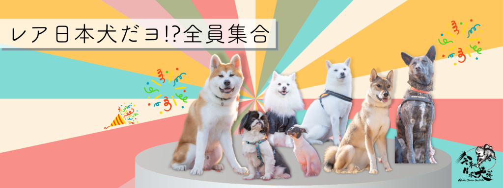 レア日本犬だヨ！？全員集合！