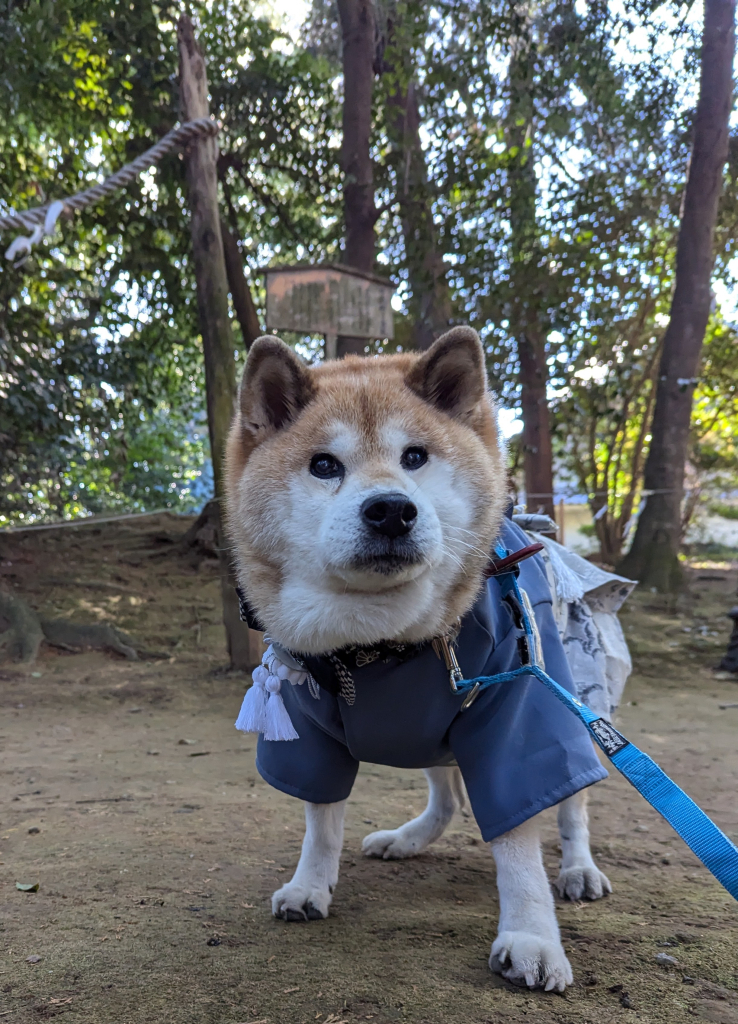 やまとくん