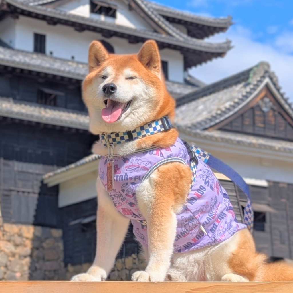 リキくん