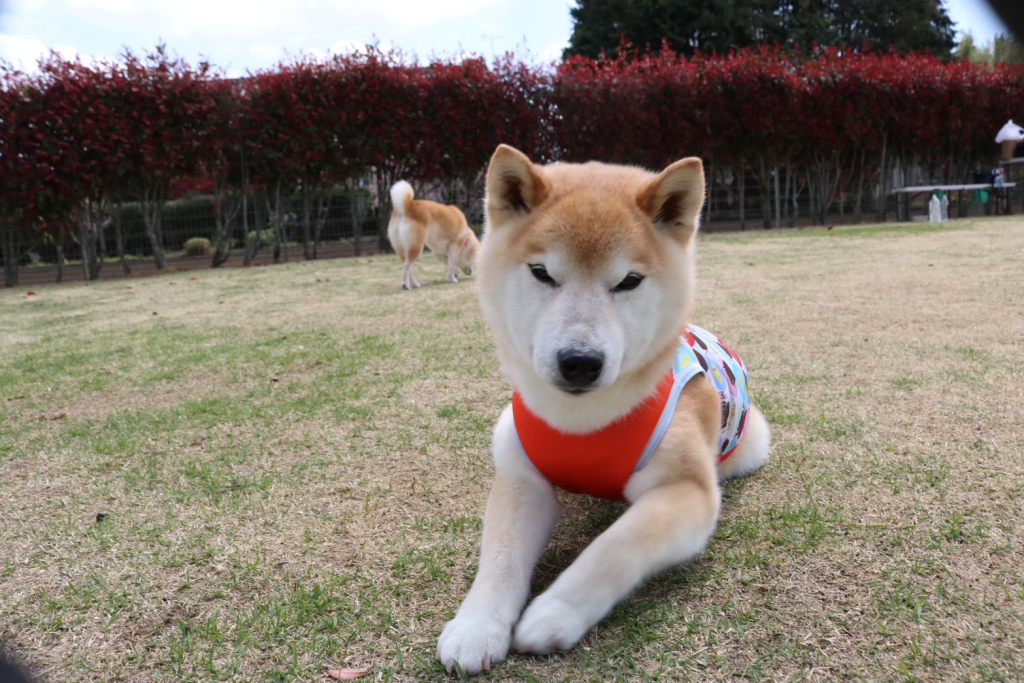 萬の小天狗くん