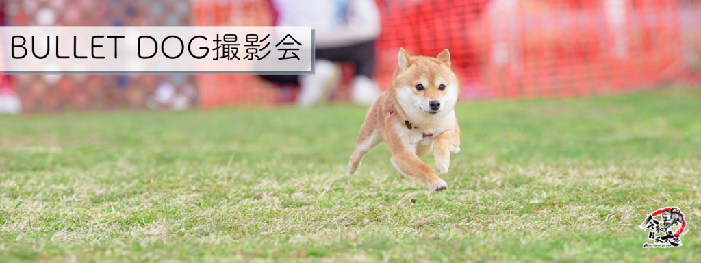 BULLET DOG撮影会