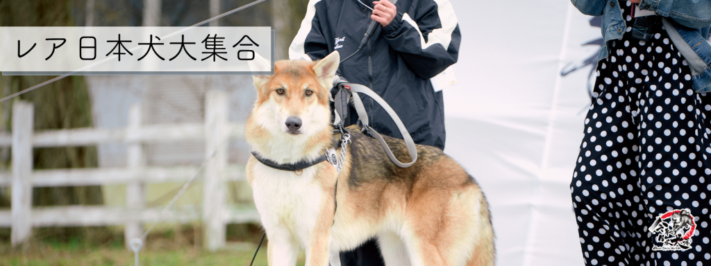 レア日本犬だヨ！？全員集合！