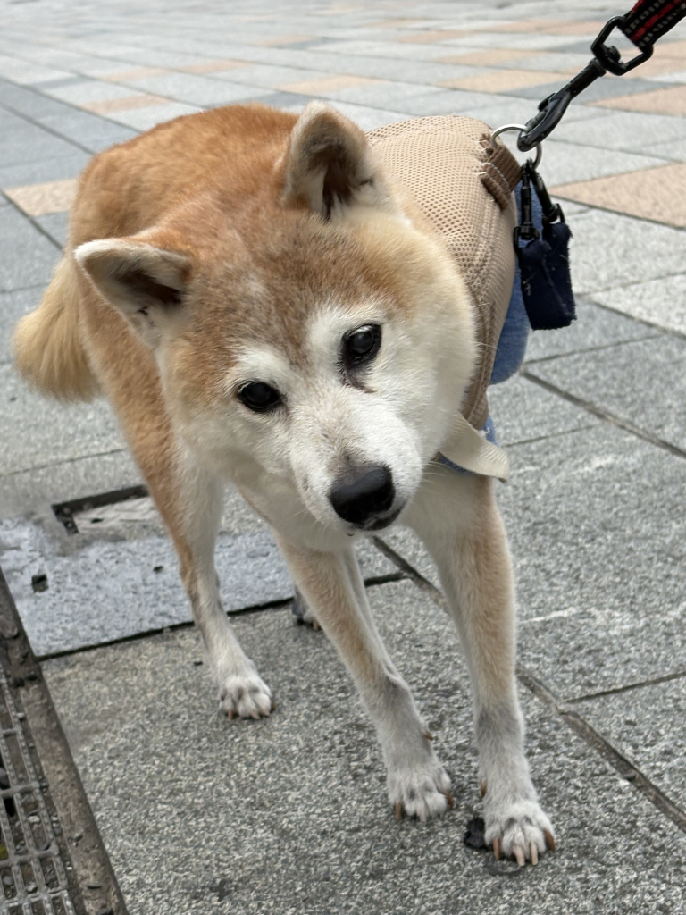 蒼空（そら）ちゃん