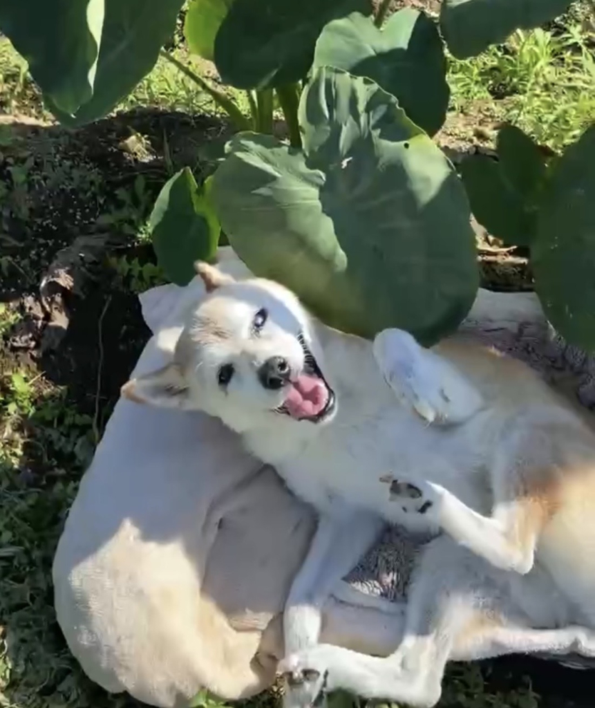 小豆(あずき)ちゃん