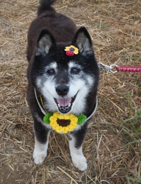 姫 （ひめ）ちゃん