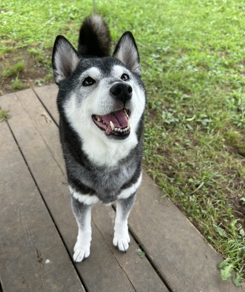 ラスティちゃん