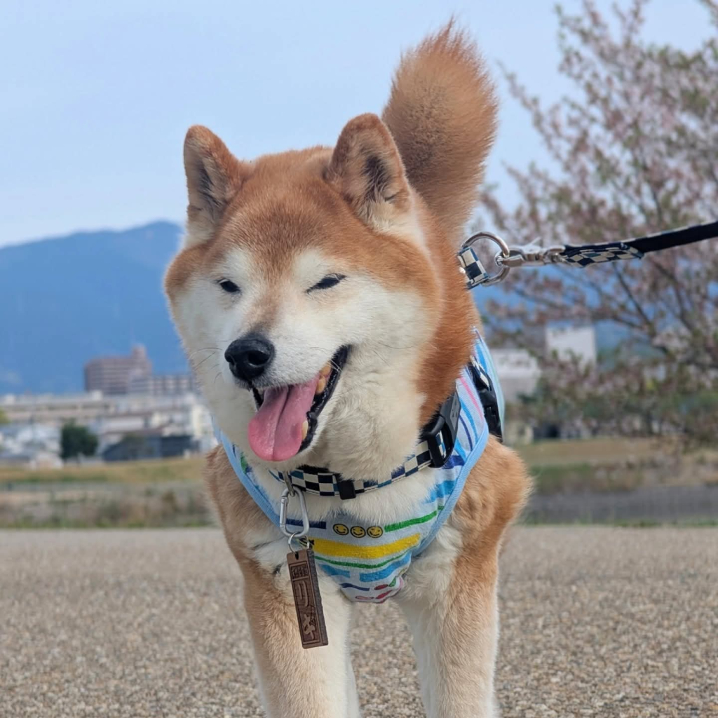 リキくん