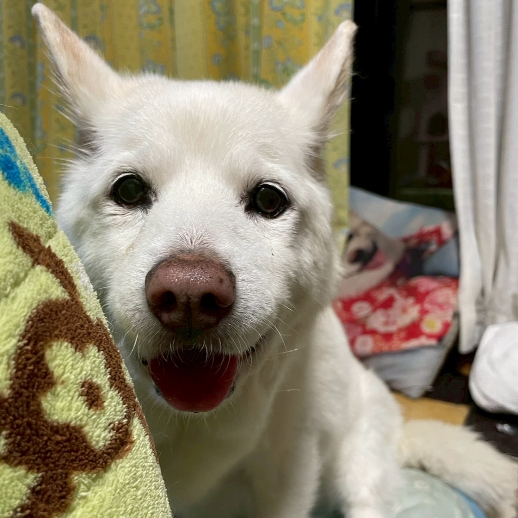 チョビちゃん