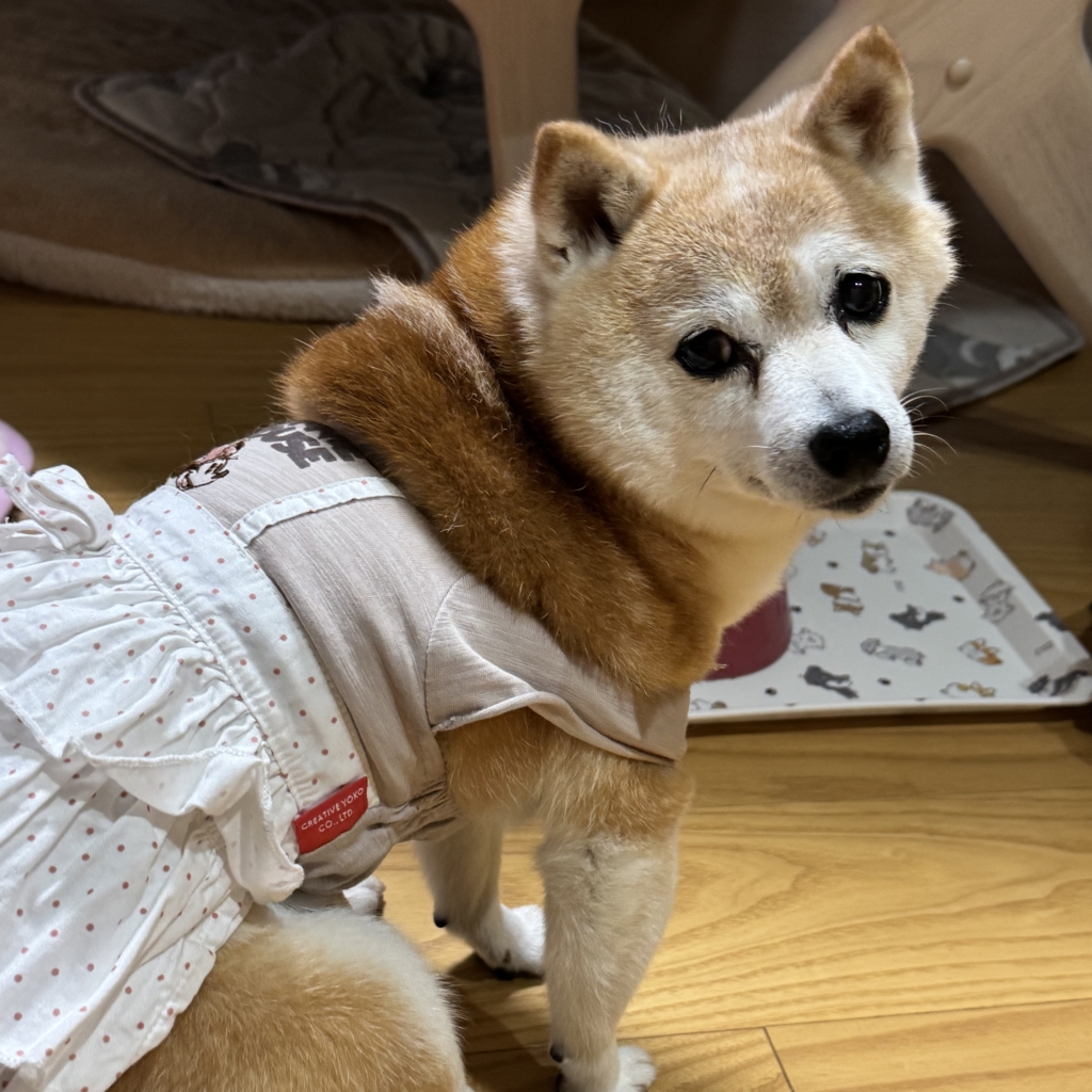 こまめちゃん