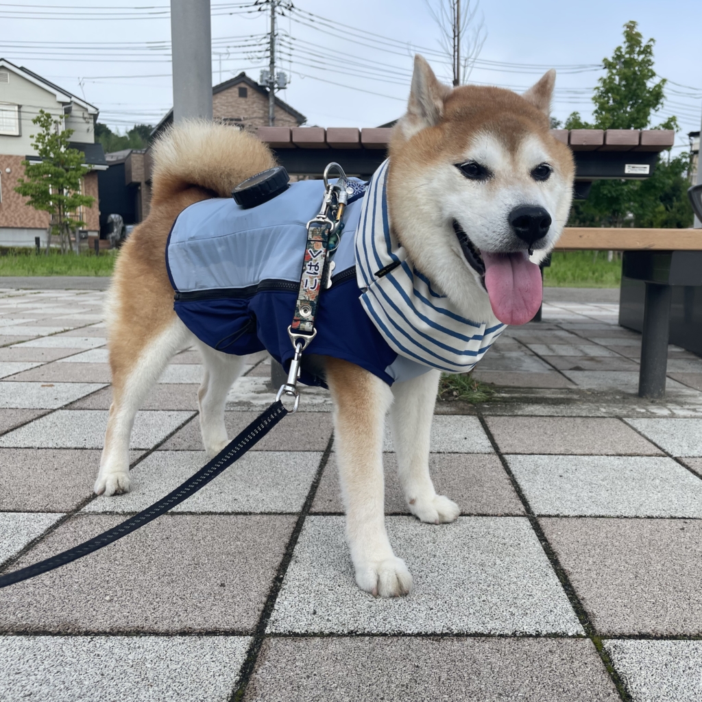 こはくくん