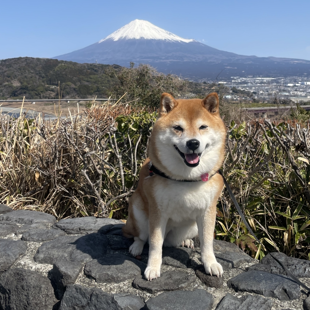 はなちゃん
